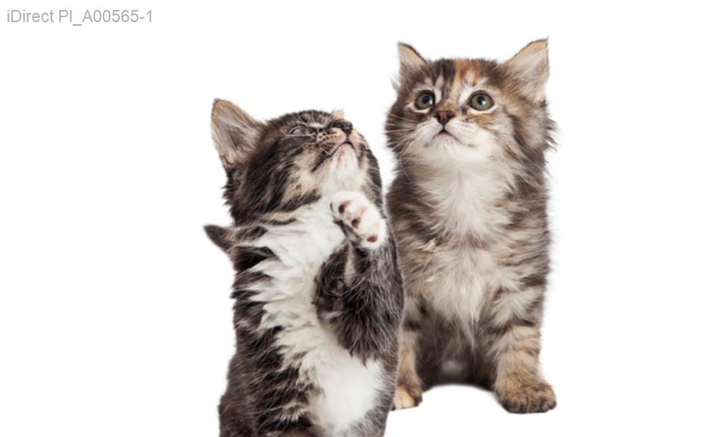 2023年最佳寵物美容店推薦！讓您的愛寵美麗動人！